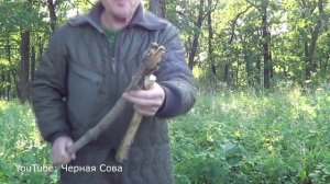 Охота на волка с капканом