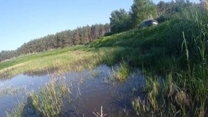 Ловля дафнии 11.06.20 г.