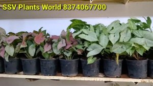 నర్సరీ కంటే చాలా తక్కువ ధరకే ₹10 | plant price with names | indoor & outdoor plants #ssvplantsworld