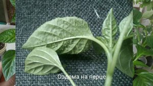 Проблемы с листьями болгарского перца.Оэдема,погрызы.
