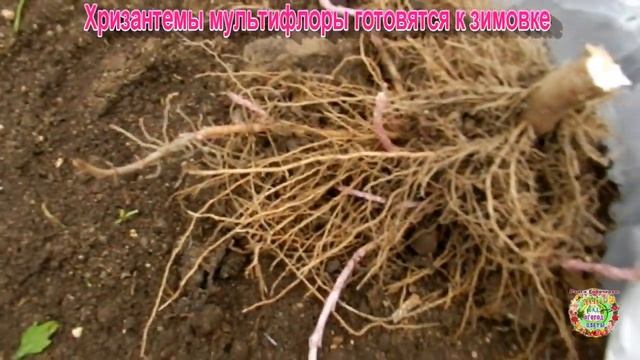 Хризантемы мультифлоры готовятся к зимовке смотреть онлайн