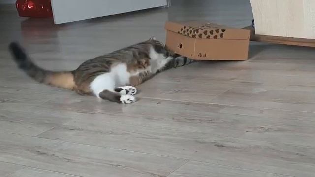 Игрушка для кота своими руками. Кот явно говорит что ему нравится! смотреть онлайн