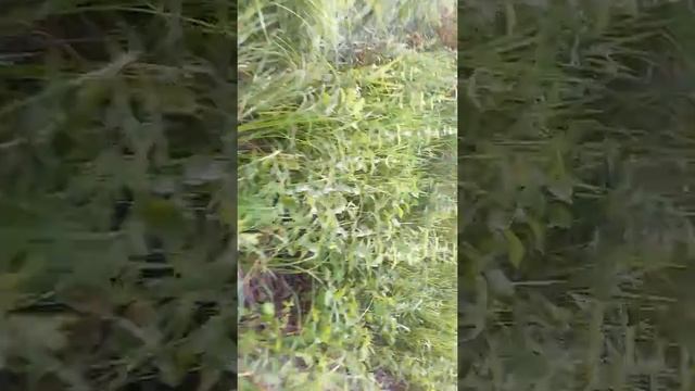 На рыбалку по корчам на #ижпланета5 #ижможет #ижтрактор смотреть онлайн