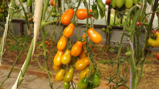 Томат Грушевый Апельсин. Прекрасный сорт черри томата! смотреть онлайн