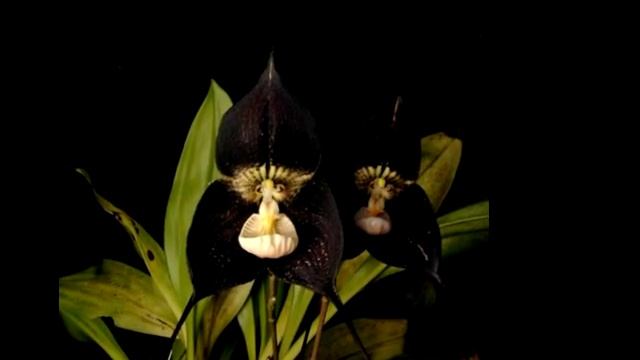 Dracula Orchids (Дракула)...