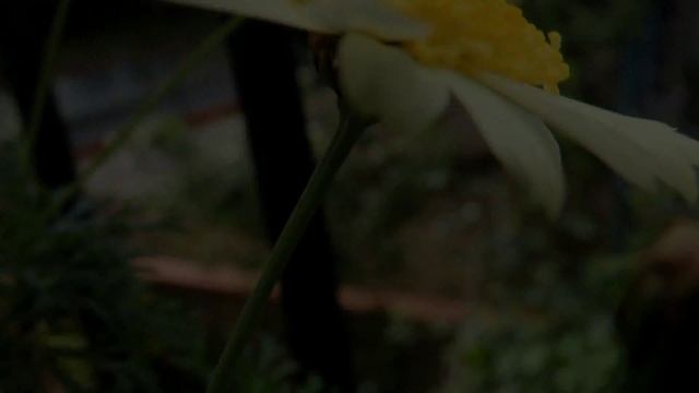 Nikon Coolpix P510-MACRO TEST смотреть онлайн