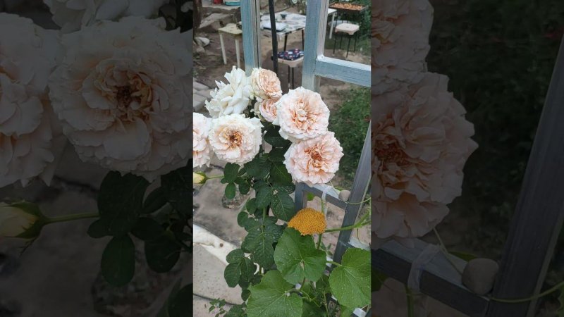 роза полька после пересадки на постоянное место