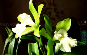 Орхидея Каттлея зацвела. Забота, уход, содержание. Ароматная. Epc. Vienna Woods x C. Thospol Spot