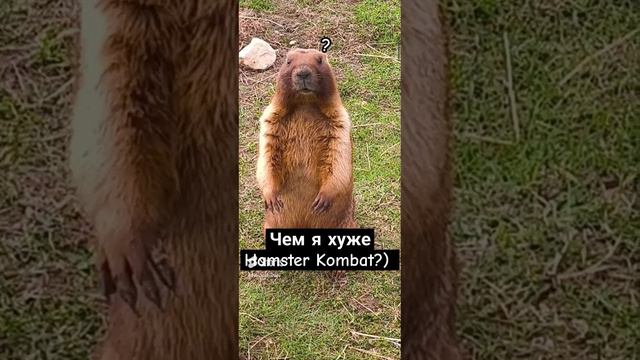 Сурок против Hamster Kombat