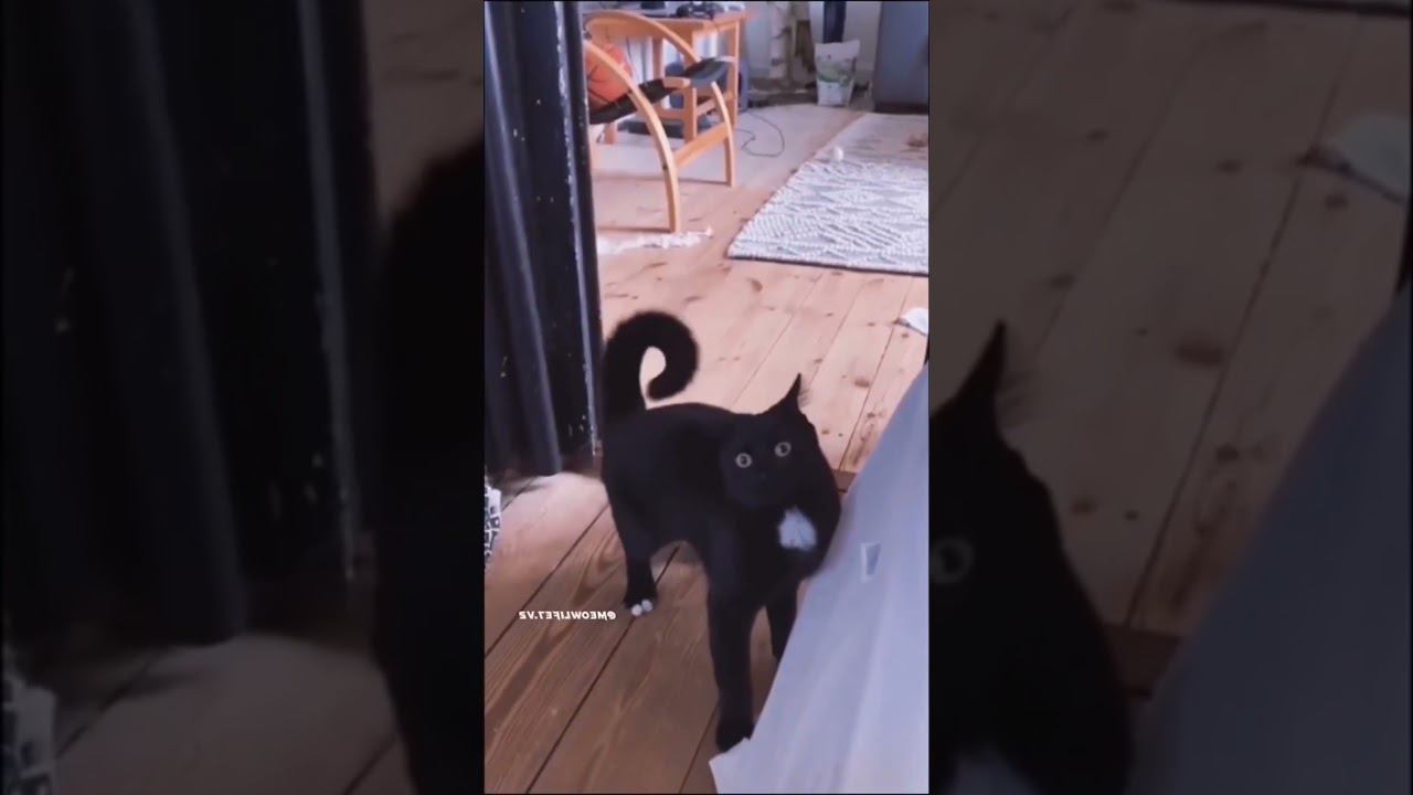 Какие же они смешныеHow funny they are. смотреть онлайн