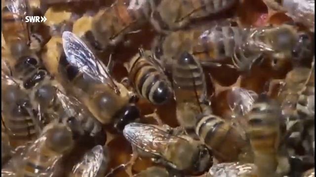 Biene | Ich kenne ein Tier | SWR Kindernetz смотреть онлайн