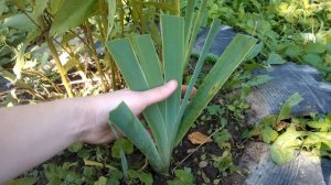 Обрезка ирисов