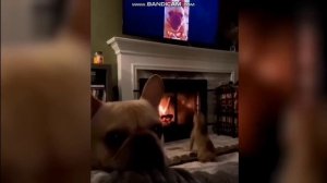 Самое смешное видео с животными - Лучшие видео с кошками и собаками 2023 года !