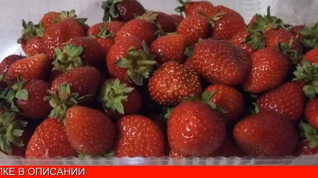 Домашняя ягодница кладовая природы купить смотреть онлайн