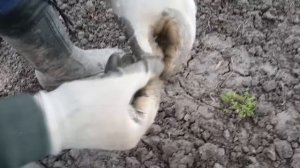 Поиск  монет римской империи.