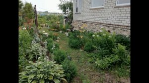 ПИОНЫ ПЕРЕСТАЛИ ЦВЕСТИ? ПОЧЕМУ НЕ ЦВЕТУТ ПИОНЫ? ЧТО ДЕЛАТЬ?