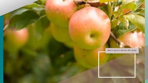 Яблоня Сладкая Нега - обзор сорта