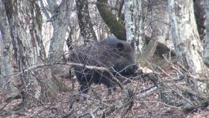 ДИКИЙ КАБАН В КРЫМСКОМ ПРИРОДНОМ ЗАПОВЕДНИКЕ - САМКА НА ПИСАРЕ
