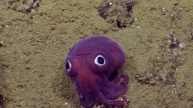 Толстенькое глазастое морское существо