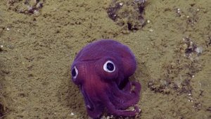 Толстенькое глазастое морское существо