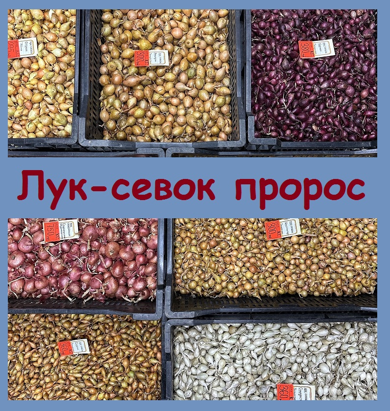 Если лук севок начал прорастать при хранении, не нужно его выбрасывать, он принесет пользу!