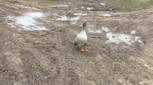 Манок на гуся, рабочий