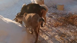 Вот почему козла, называют козлооом...