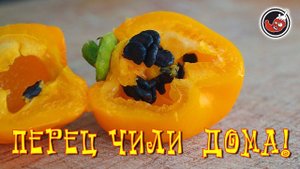 Отчет по перцам, ну и как там всё