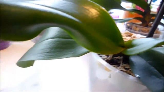 Орхидеи. Цветут и радуют! смотреть онлайн