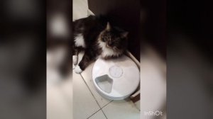 шайтан-машина,  дай еды ?