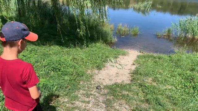 ЛОВИМ ЗМЕЙ и черепах на городском озере в Железноводске