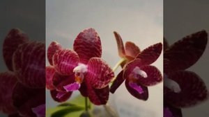 Passiflora.ru - Phal. Auspice green lake