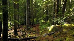 Расслабляющая фортепианная музыка и звуки природы в лесу для отдыха и сна.