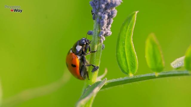 ТЛЯ И МУРАВЬИ БОЛЬШЕ НЕ ПРИДУТ К ВАМ НА УЧАСТОК, СДЕЛАЙТЕ ЭТО! смотреть онлайн