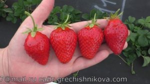 САПОРЕ ранний сорт клубники