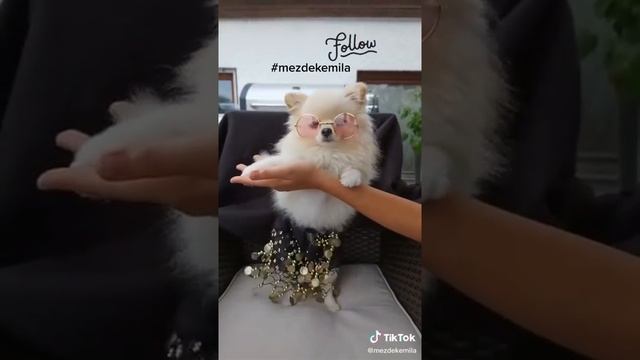 Tik-Tok...What? Dog dance!!! Собака танцует, смотреть не переключая!!