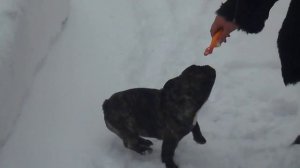 Пряник , 4 месяца