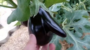 Баклажан (Дракоша)