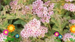 Спирея японская Нана Алпина. Краткий обзор, описание характеристик spiraea japonica Nana var. Alpin