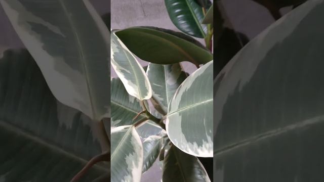 Фикус "Тинеке" привит к каучуконосному. 2 сорта в одном. смотреть онлайн