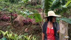 Mt. Romelo: Teletubbies' Land / Old Summit / Alocasia Zebrina (Expensive Plant) PINAKA Murang Byahe