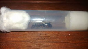 ПОЙМАЛ МАТКУ В ГРЕЦИИ?! //Camponotus sp. (Pseudoirritans)