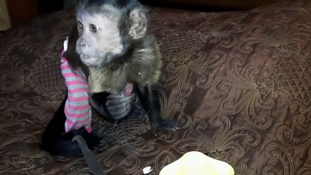 Чем кормить домашнюю обезьяну. Полный рацион на один день.