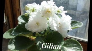 Узамбарская фиалка комнатный цветок  Фото цветов с названиями