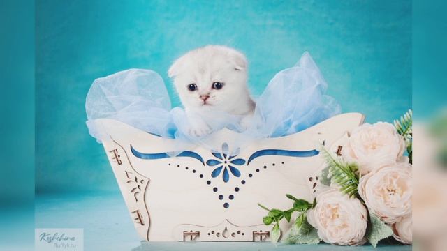 Шотландские вислоухие котята,  котик шиншилла