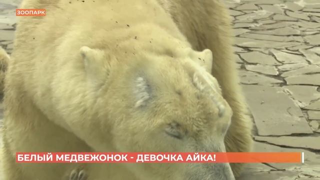 Назвали Айкой: ростовский медвежонок оказался девочкой смотреть онлайн