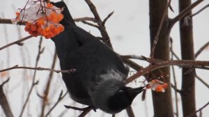 птица галка