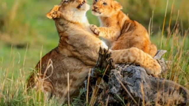 Сказка про львенка смотреть онлайн