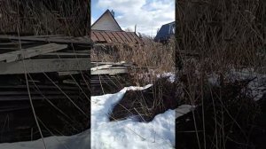 Наша дача на болоте. Часть 1.