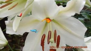 Лилия лоо-гибрид Брайт Бриллиант ? Брайт Бриллиант обзор: как сажать, луковицы лилии Брайт Бриллиан
